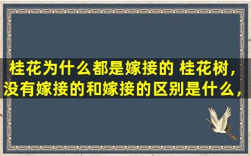 桂花为什么都是嫁接的 桂花树，没有嫁接的和嫁接的区别是什么，哪种更好呢